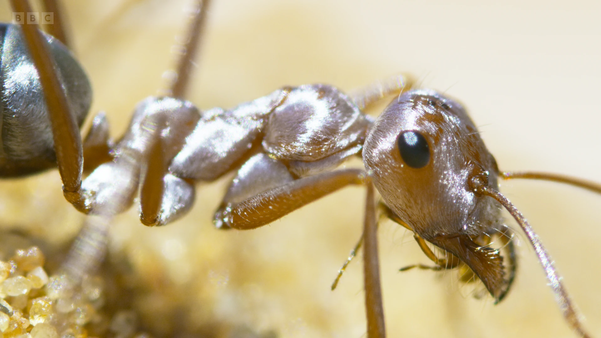 Saharan silver ant (Cataglyphis bombycina) as shown in A Perfect Planet - The Sun